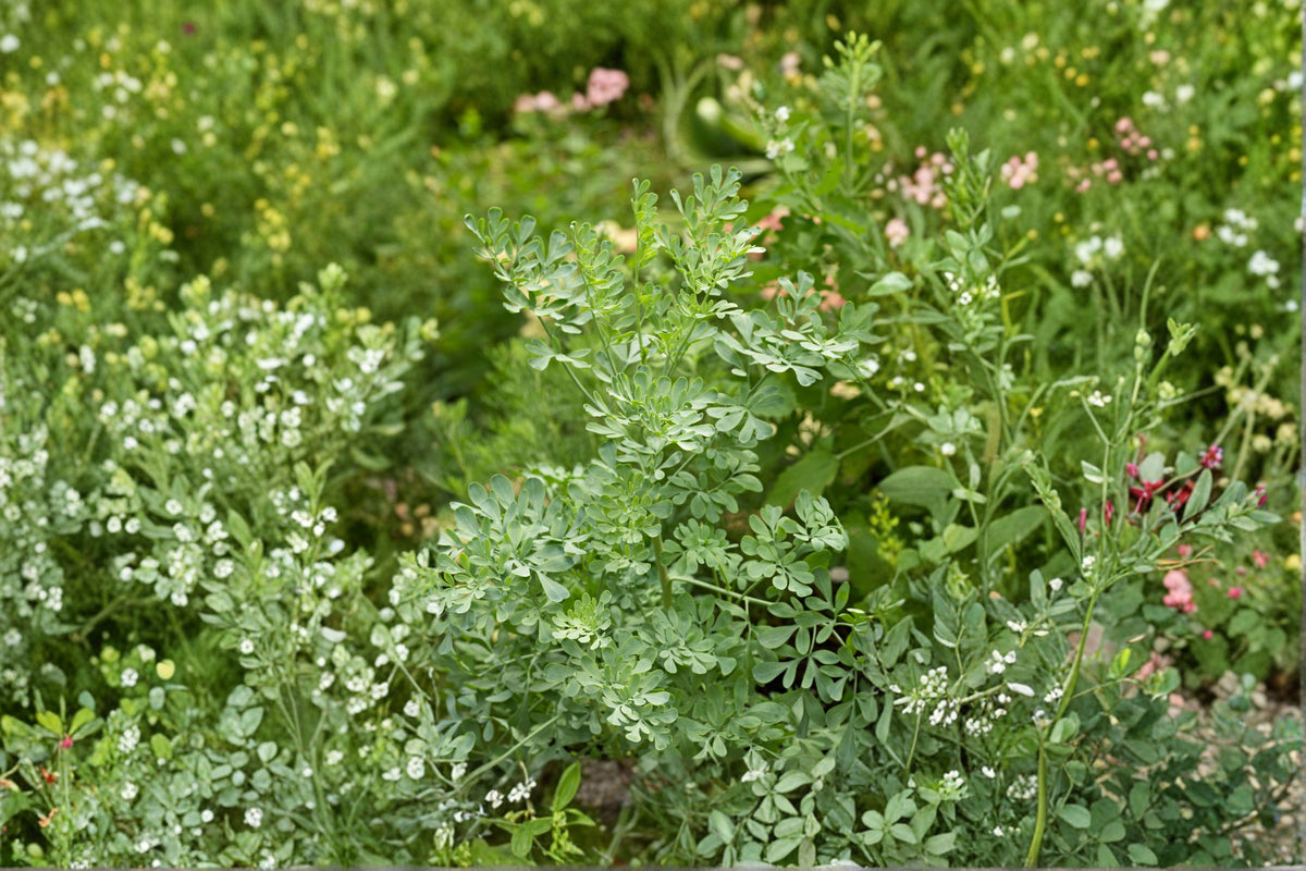 Rue Herb Live Plant | Ruda Plant | Ruta graveolens | Aromatic Herb | 2 Plants in 1 Pot | Culinary Garden Herb | Live Herb Plant
