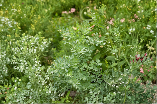 Rue Herb Live Plant | Ruda Plant | Ruta graveolens | Aromatic Herb | 2 Plants in 1 Pot | Culinary Garden Herb | Live Herb Plant