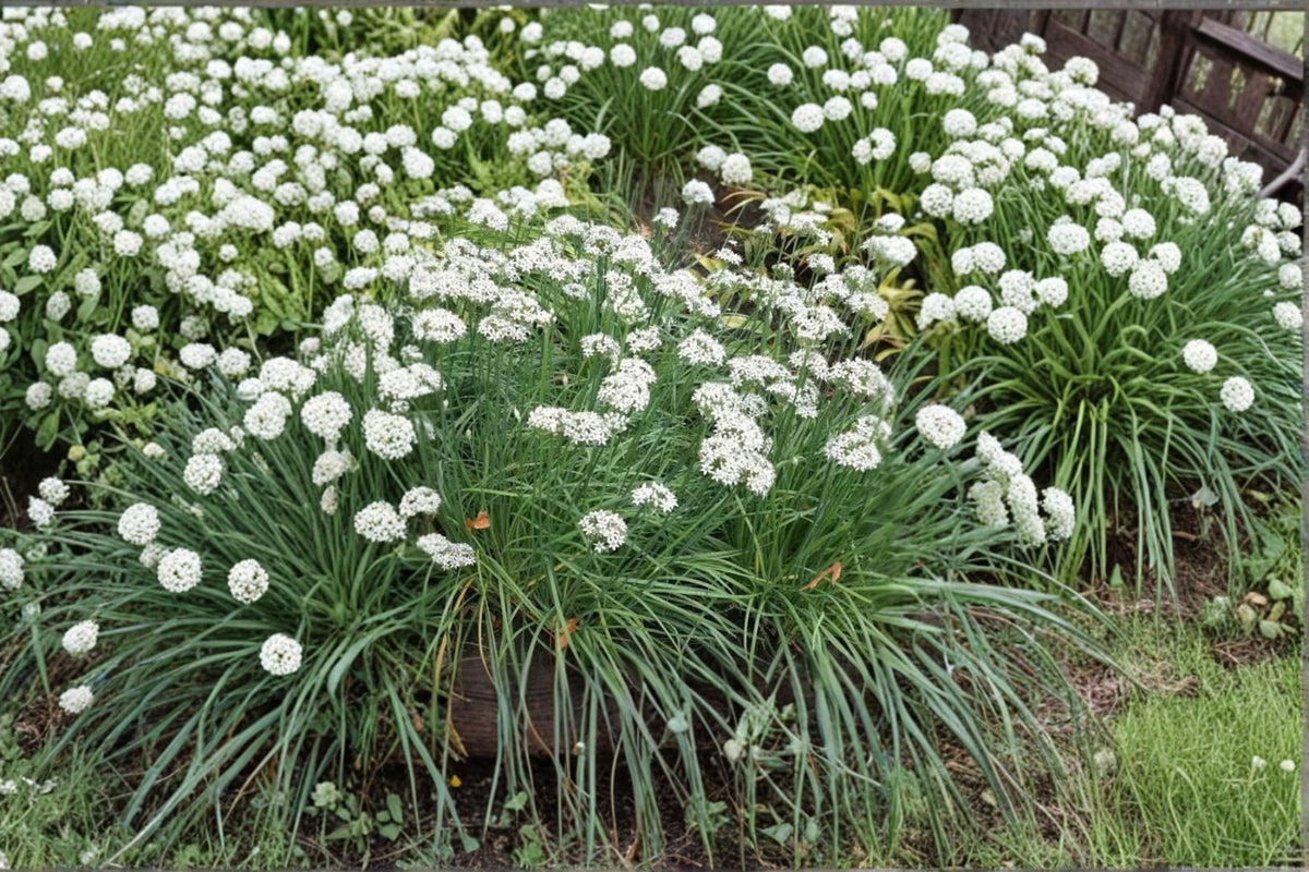 Garlic Chives Live Plant | 4 Inch Potted Herb | Fully Rooted Culinary Herb | Edible Perennial | Mild Garlic Flavor | Herb Garden Plant