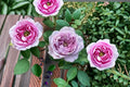 Repartil Rose Live Plant – Fragrant Japanese Own Root Rose