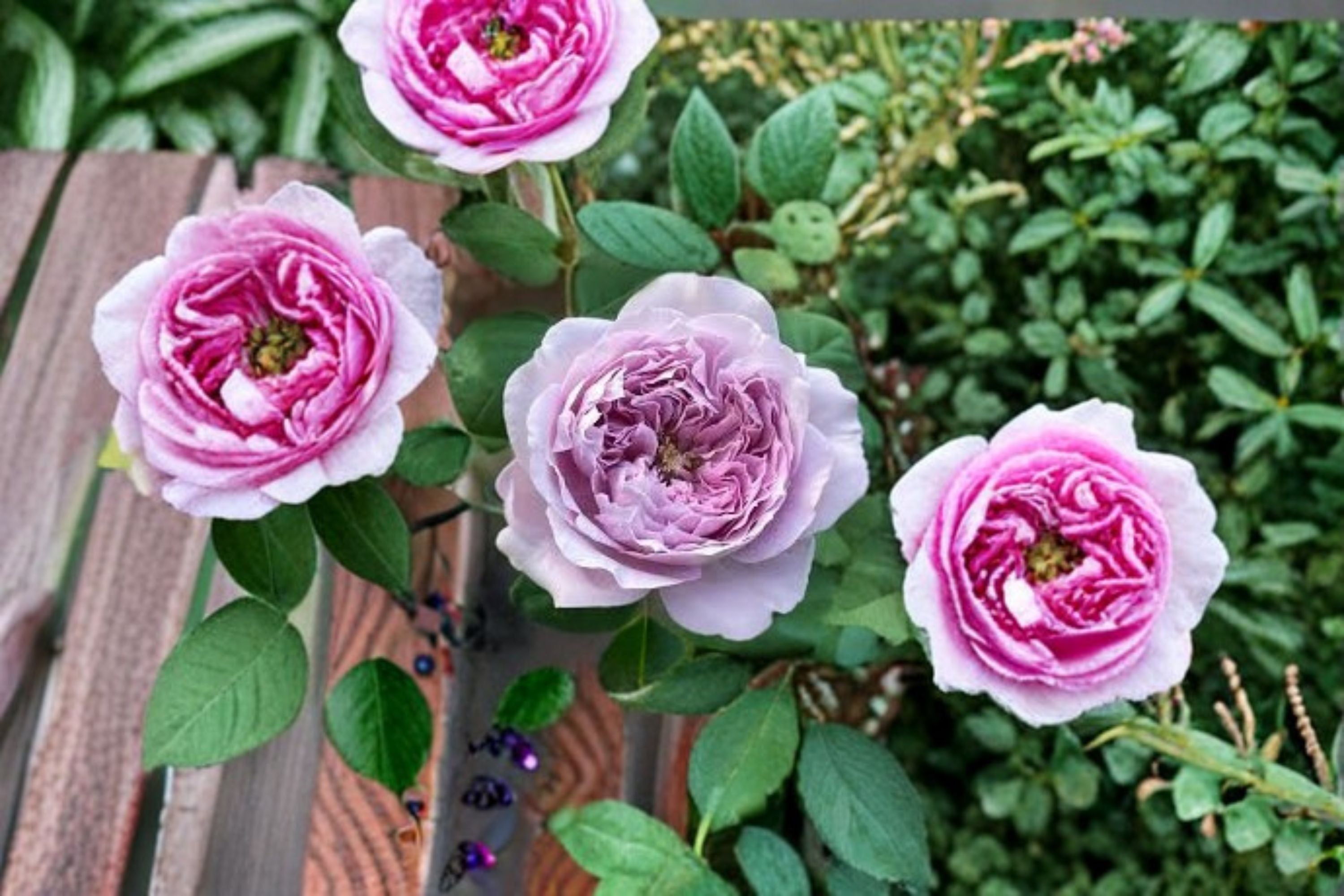 Repartil Rose Live Plant – Fragrant Japanese Own Root Rose