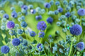 Globe Gilia Seeds Gilia Capitata Blue Wildflower Annual Garden Meadow Plant Pollinator Friendly California Flower 100 Seeds