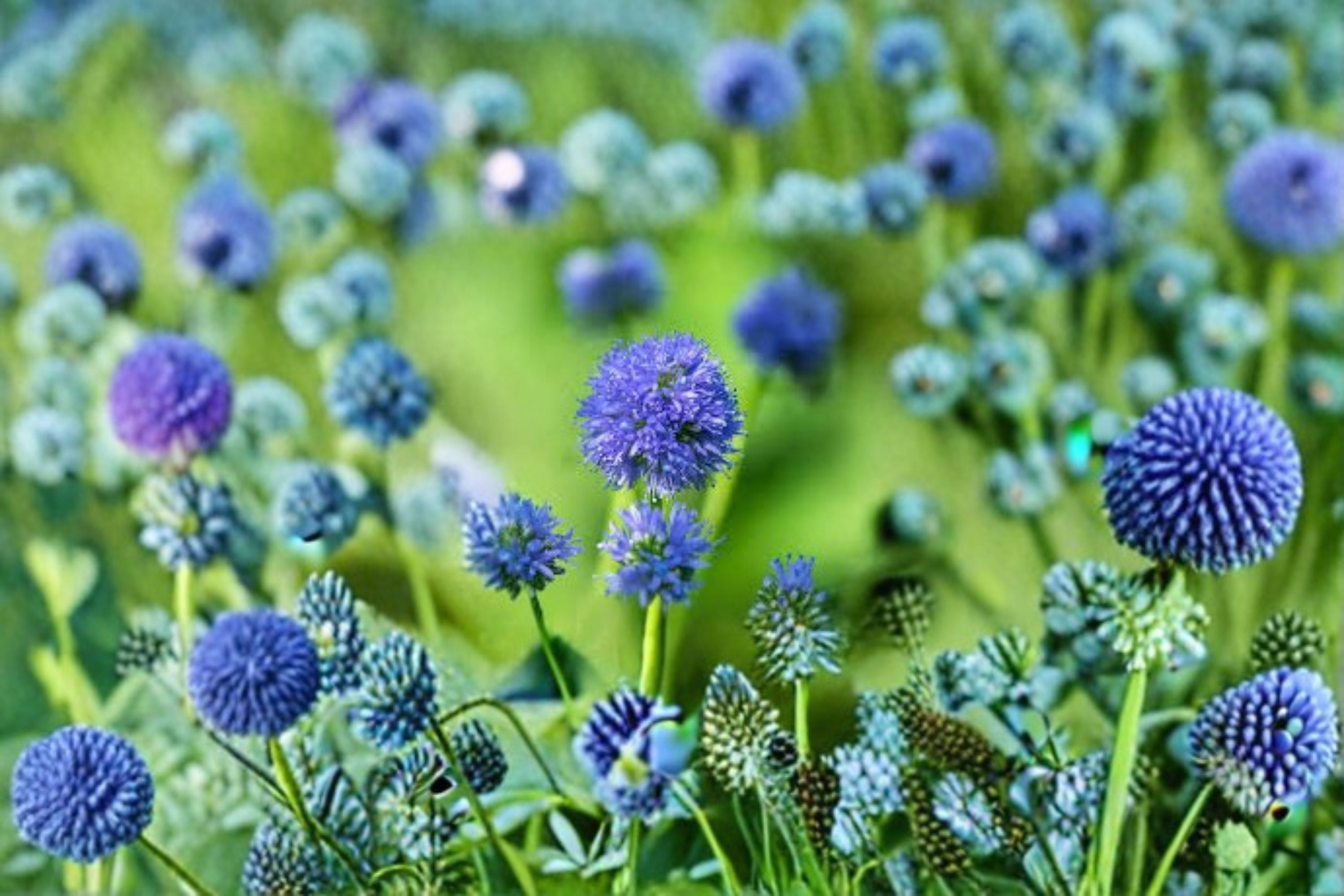 Globe Gilia Seeds Gilia Capitata Blue Wildflower Annual Garden Meadow Plant Pollinator Friendly California Flower 100 Seeds