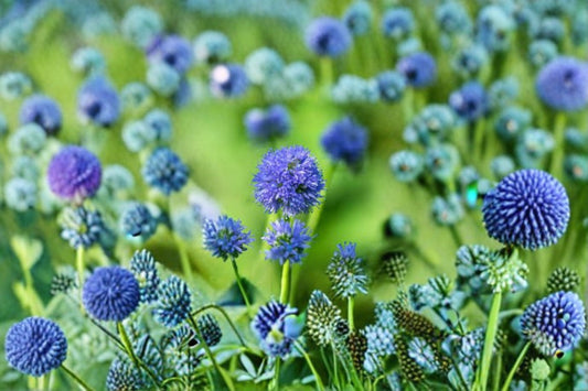 Globe Gilia Seeds Gilia Capitata Blue Wildflower Annual Garden Meadow Plant Pollinator Friendly California Flower 100 Seeds