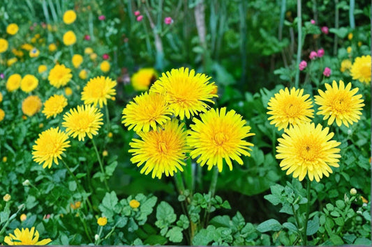 Dandelion Live Plant – 3–6" Tall – 4" Pot – Taraxacum officinale