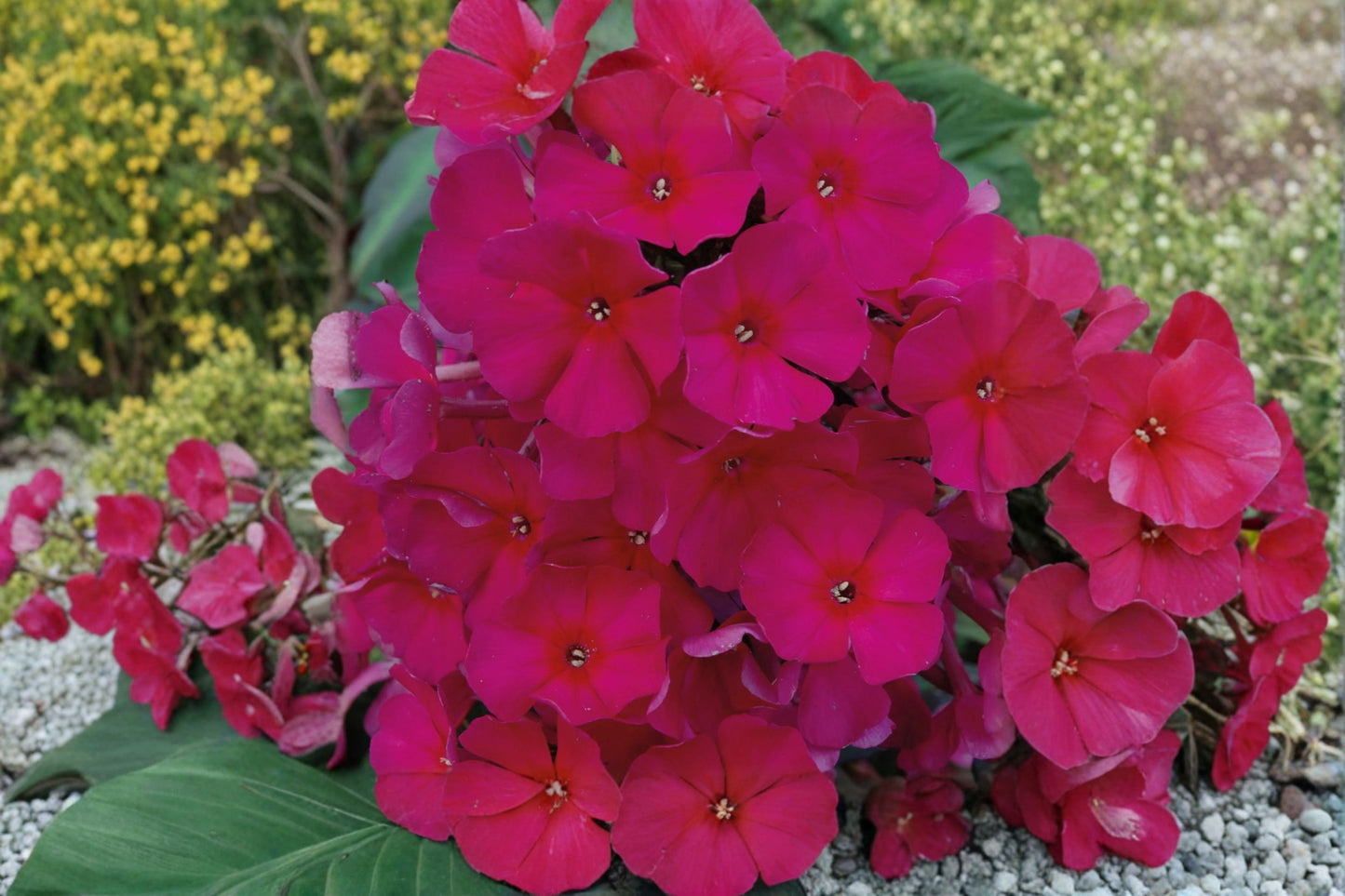 Sweet Summer Queen Salmon Orange Phlox Live Plug Plant – 1–3" Tall – Phlox paniculata