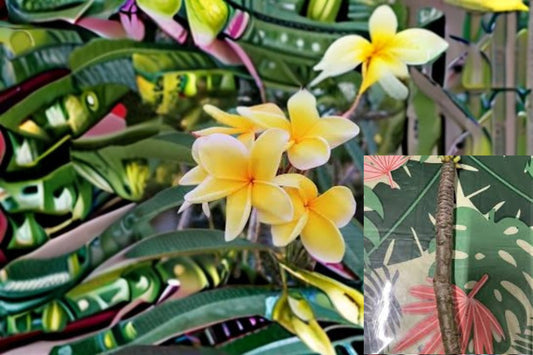 Yellow Plumeria 3 Cuttings – Plumeria rubra