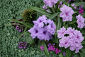 Baby Kate Mexican Petunia Live Plant – Dwarf Ground Cover