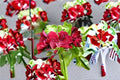 Ivy Geranium 1 Cutting – Pelargonium peltatum