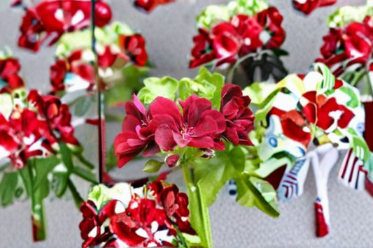 Ivy Geranium 1 Cutting – Pelargonium peltatum