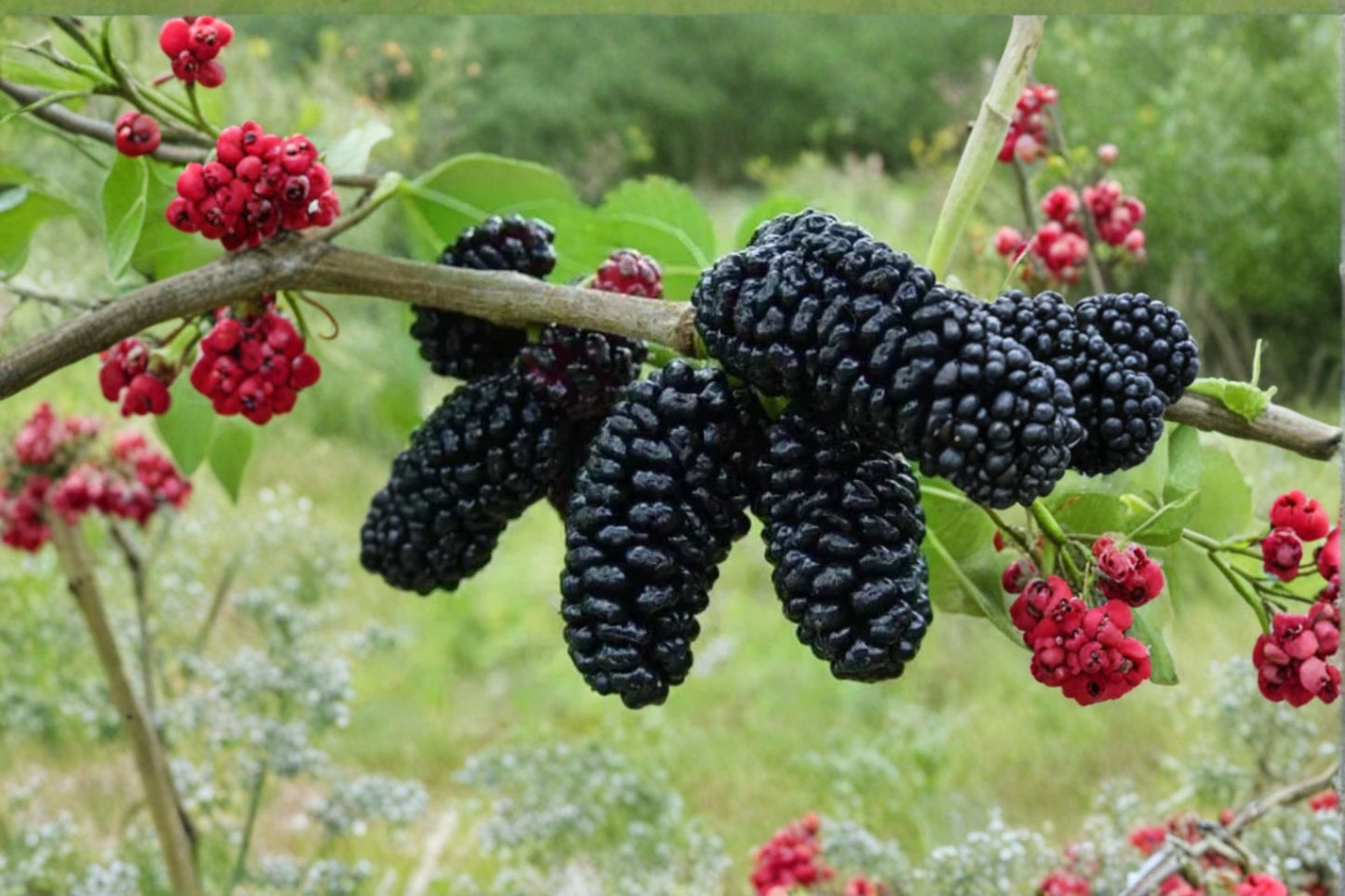Dwarf Everbearing Mulberry Live Plants – 2 Pack – 4–6" Tall – Morus Fruit Tree