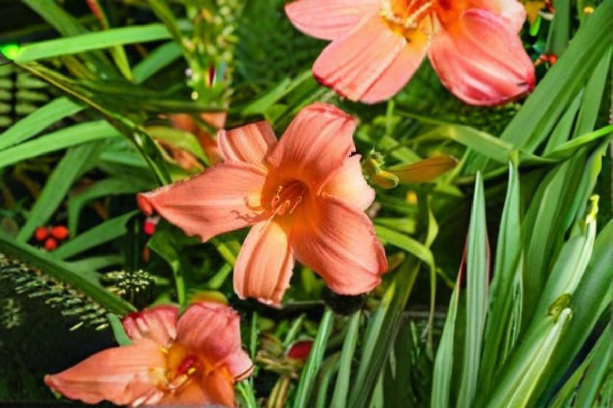 Summer Wind Daylily Live Plant – Pink Peach Perennial Flower