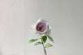 Milky Pearl Rose Live Plant – Cream Pink Garden Rose