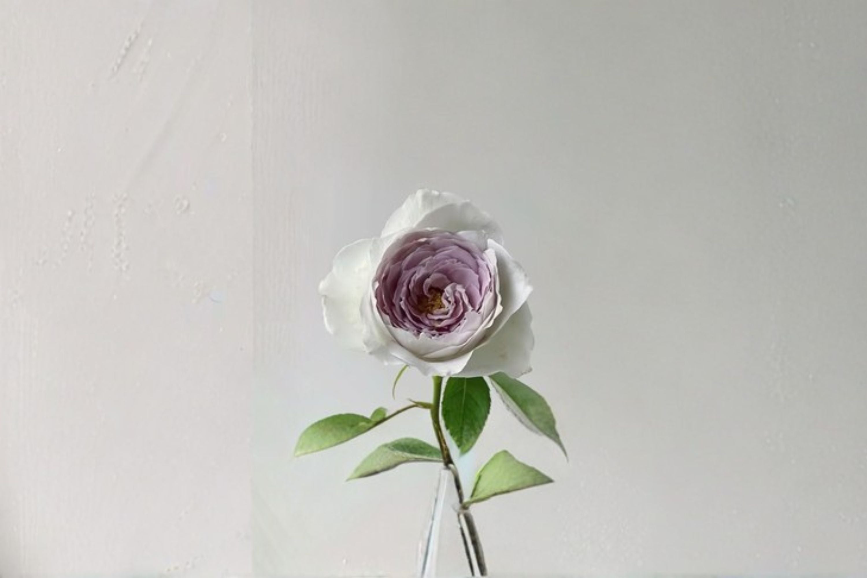 Milky Pearl Rose Live Plant – Cream Pink Garden Rose