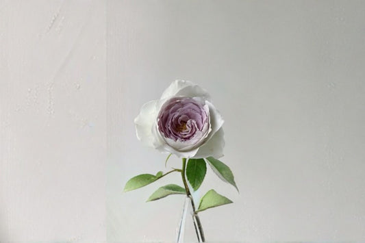 Milky Pearl Rose Live Plant – Cream Pink Garden Rose