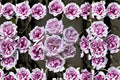 Purple O'Hara Rose Live Plant – Lavender Grey Fragrant Cut Rose