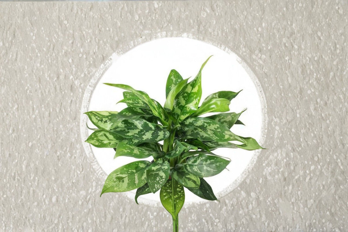 Chinese Evergreen 'Maria' Live Plant | Aglaonema Maria | 6 Inch Pot | Indoor Houseplant | Tropical Foliage Plant | Easy Care Plant