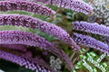 Butterfly Bush Buzz 1 Plant – Buddleja davidii