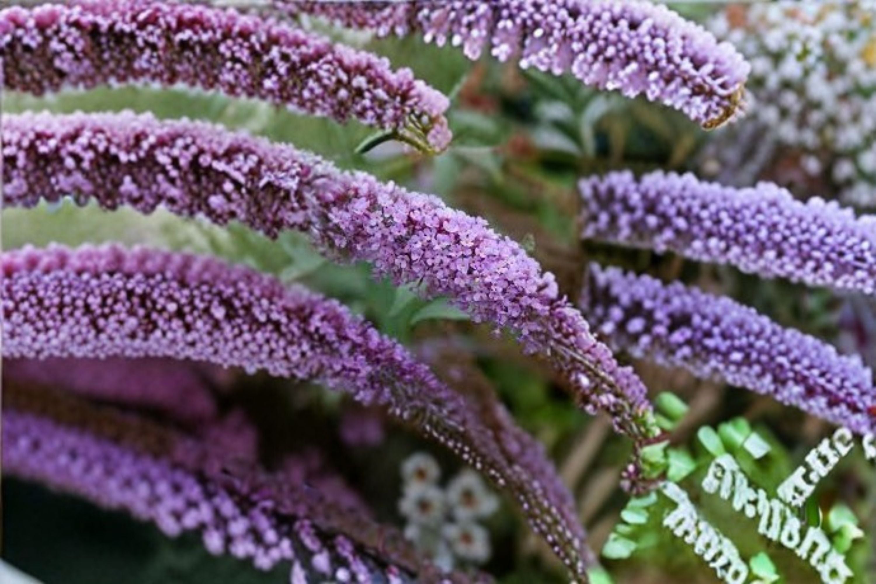 Butterfly Bush Buzz 1 Plant – Buddleja davidii