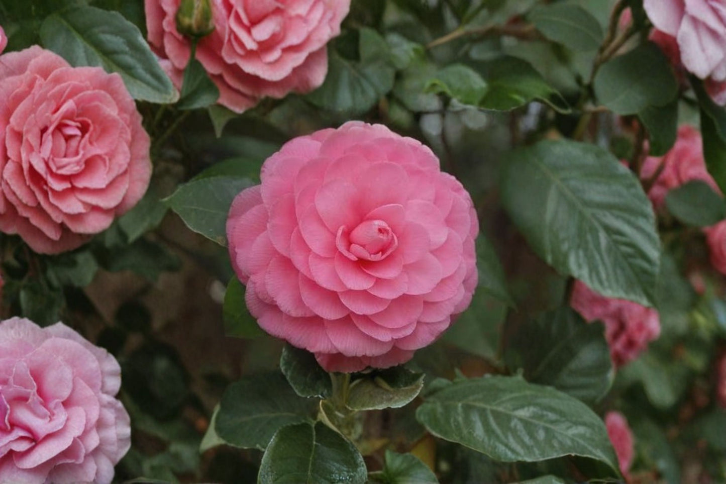 Pink Perfection Camellia Japonica 1 Live Starter Plant – Camellia japonica