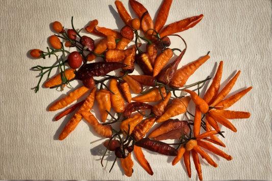 Black Panther Super Hot Pepper 3 Live Plants – 75+ Days Old – Capsicum