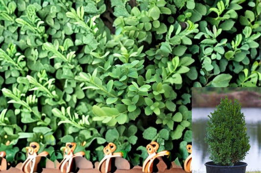 Green Mountain Boxwood 1 Plant – Buxus ‘Green Mountain’