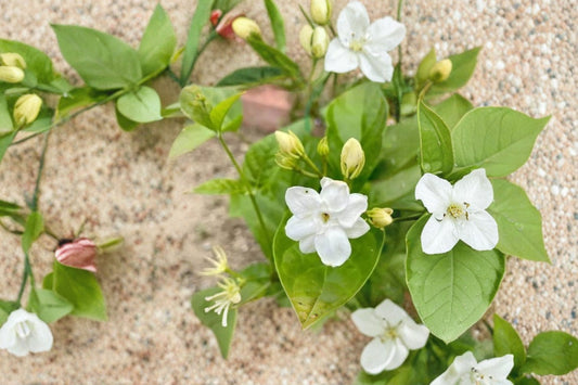 Jasmine Sambac Maid of Orleans Live Plant – 4" Pot – Jasminum sambac