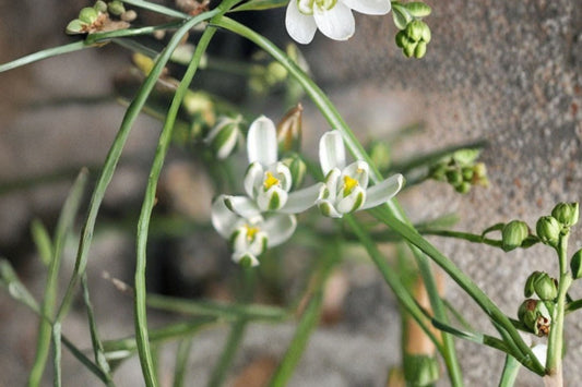 Albuca Humilis 3 Live Bulbs – Green & White Variegated Succulent – Albuca humilis