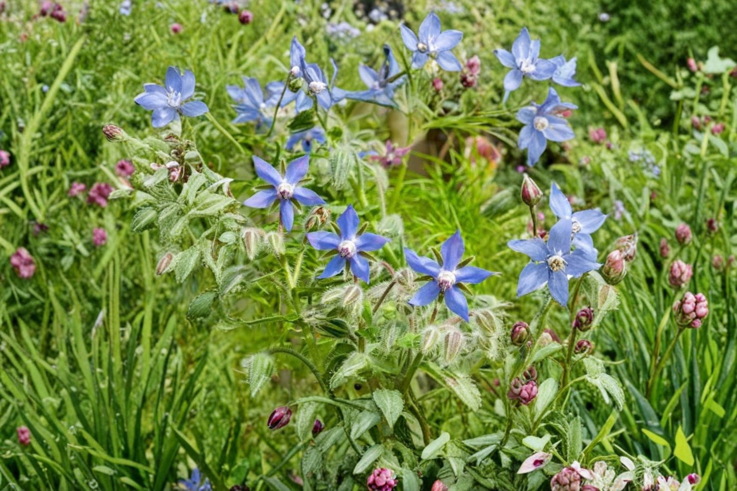 Blue Borage Live Plant – 2–5" Tall – Borago officinalis – Edible Flower Herb