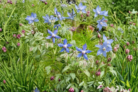 Blue Borage Live Plant – 2–5" Tall – Borago officinalis – Edible Flower Herb