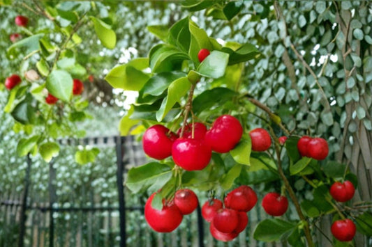 3 Live Barbados Cherry Plants – 4–6" Tall – Acerola Fruit Bush – Malpighia emarginata