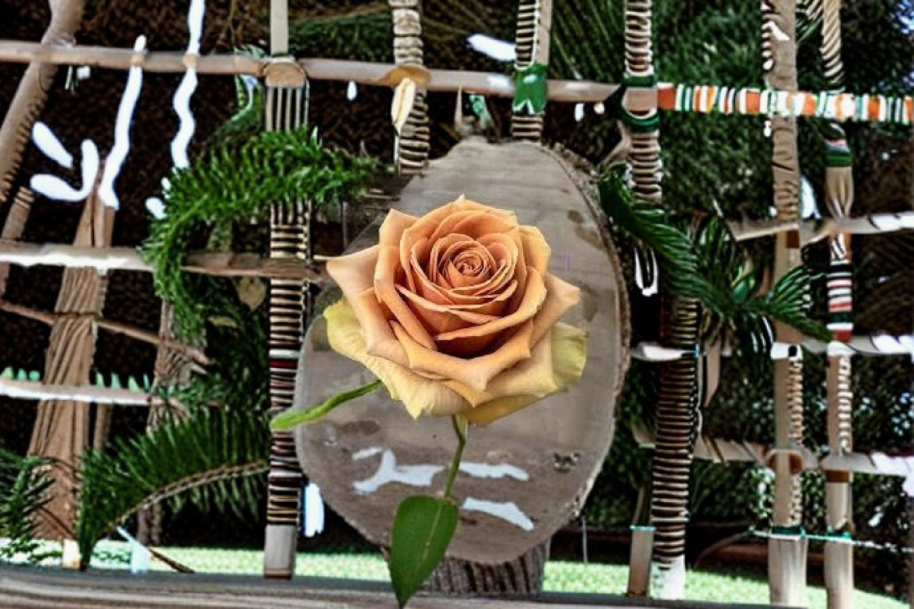 Teddy's Rose Live Plant – Brown Bohemian Garden Rose
