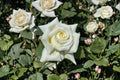 Pope John Paul II Rose Live Plant – Fragrant White Cut Rose