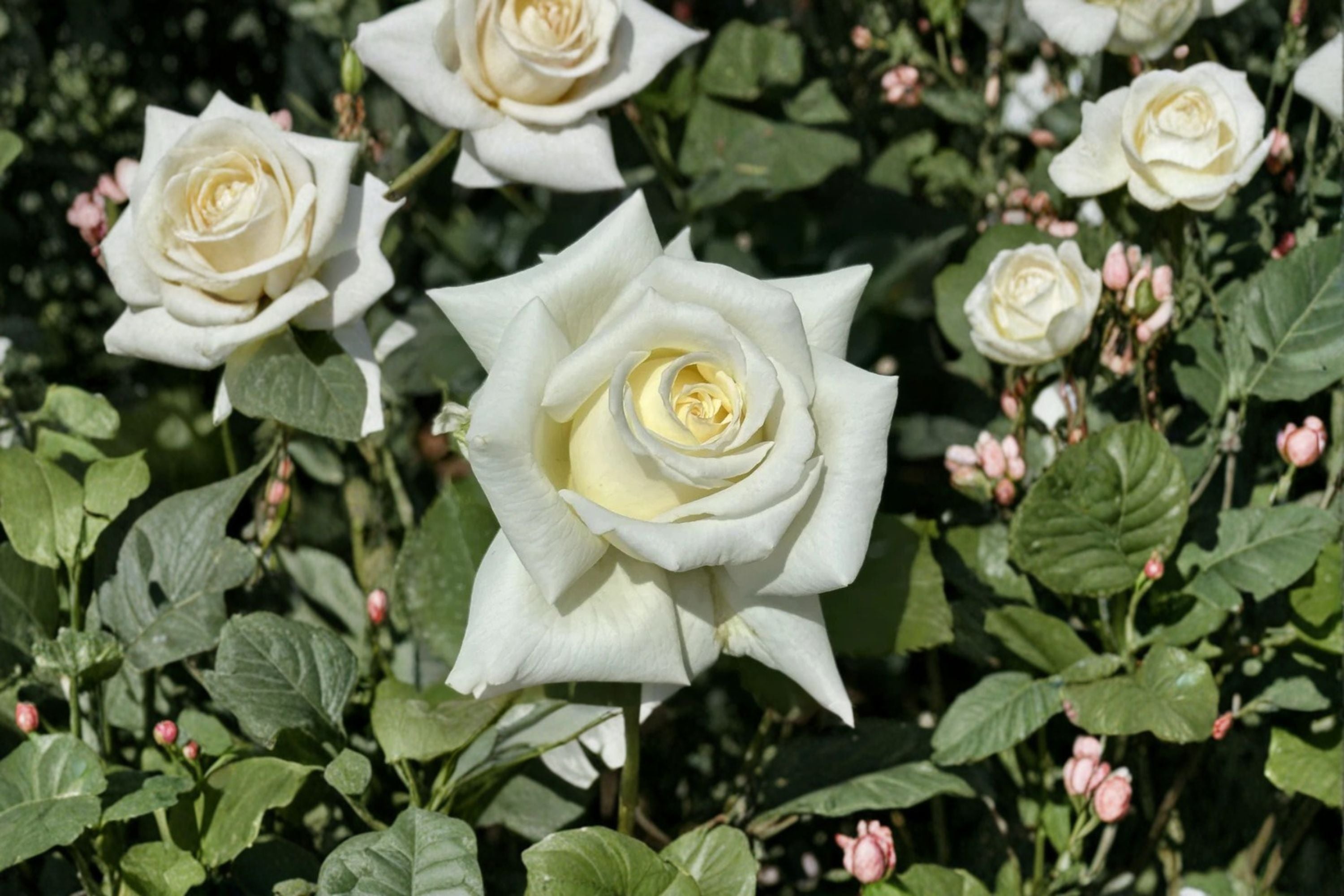 Pope John Paul II Rose Live Plant – Fragrant White Cut Rose