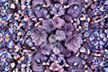 Dark Storm Coral Bells 1 Plant – Heuchera ‘Dark Storm’