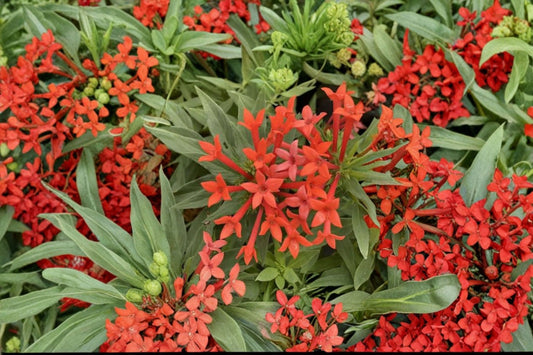 Firecracker Bush Estrellita Bouvardia Live Plant – 4" Pot – Proven Winners
