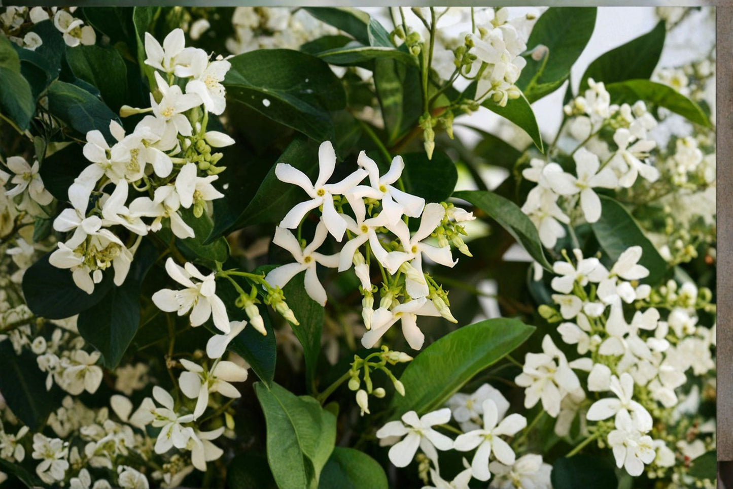 7 Star Jasmine Unrooted Cuttings – 6" Long – Trachelospermum jasminoides Live Cuttings