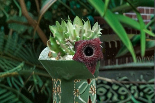 Huernia Orbea Spiney Norman 1 Plant – Huernia spp.