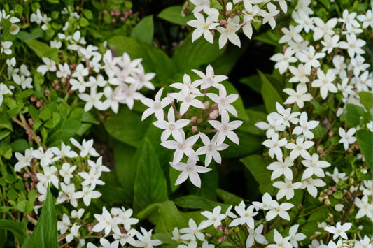 2 White Pentas Live Plants – 4–6" Tall – No Pot – Pentas lanceolata