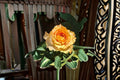 Caraluna Rose Live Plant – Apricot Orange Gradient Garden Rose