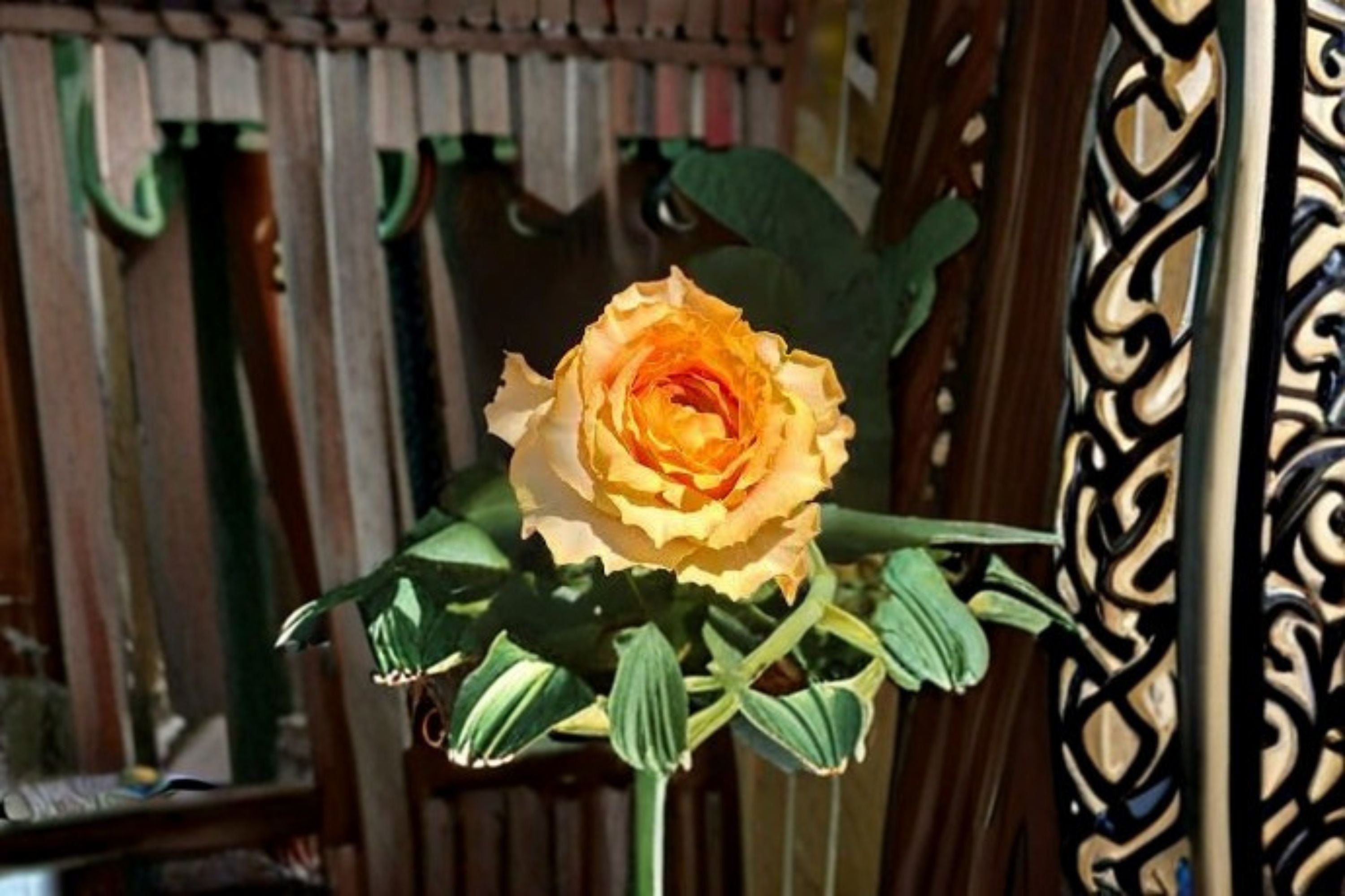 Caraluna Rose Live Plant – Apricot Orange Gradient Garden Rose