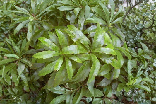 Live Wax Myrtle Plant – 3-Inch Pot – Myrica cerifera