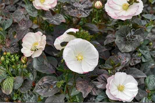 Summerific® Cookies & Cream Hardy Hibiscus Live Plant – 2.5" Pot – Hibiscus moscheutos 'Cookies & Cream'