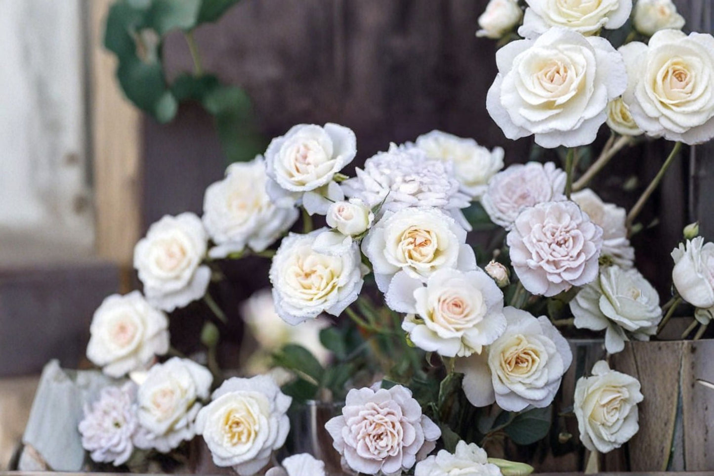 White Drift® Groundcover Rose Live Plant – 1 QT – Rosa 'Meizorland' PP#15690