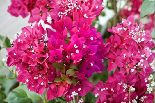 Barbara Karst Bougainvillea 2 Live Plants – 4–6" Tall – Rooted – Bougainvillea glabra