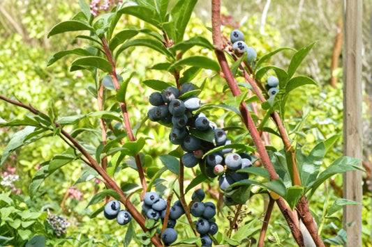 Huckleberry Live Plant – 10–18" Tall in 5" Pot – Vaccinium ovatum