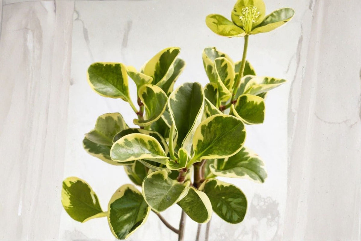 Peperomia Bicolor Live Plant | Peperomia Obtusifolia Bicolor | 4 Inch Potted Houseplant | Variegated Peperomia | Indoor Tropical Plant