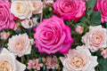 Peach Drift Rose Live Plant – Own Root Repeat Blooming Rose