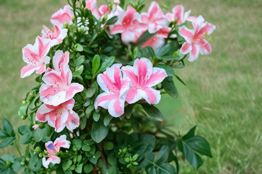 Azalea ‘Conversation Piece’ 2.5 Qt Live Shrub – Pink Blooms