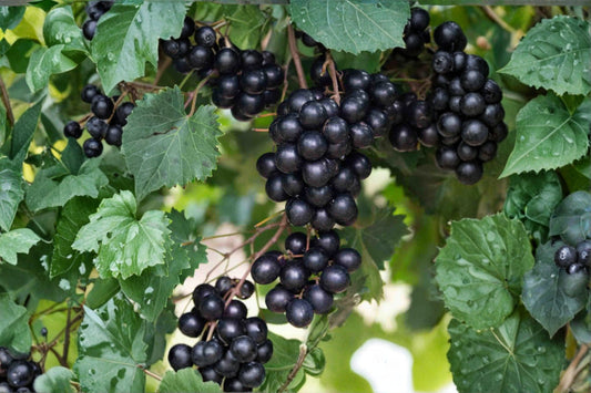 Southern Home Muscadine Grape Live Starter Plug (3–4 Inches) – Vitis rotundifolia 'Southern Home'